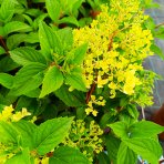 Hortenzia metlinatá (Hydrangea paniculata) ´VANILLE FRAISE´® - výška 20-30 cm, kont. C2L